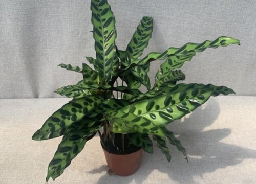 猫眼竹芋可以浇啤酒吗