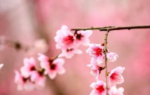 桃树流胶是什么原因