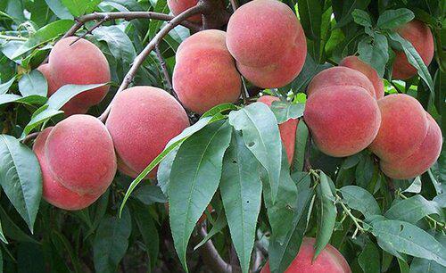 桃树流胶是什么原因