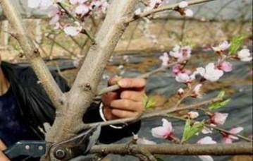 桃树流胶是什么原因