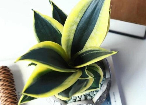 金边虎皮兰的风水禁忌