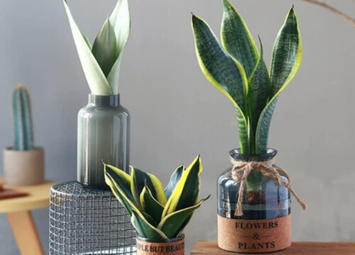 金边虎皮兰的风水禁忌