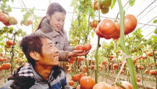 番茄种子消毒的方法有哪些