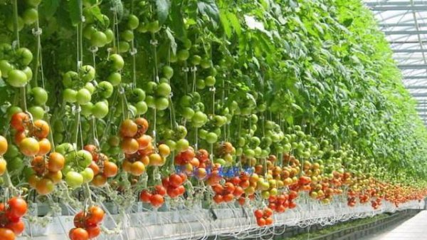 番茄种子消毒的方法有哪些