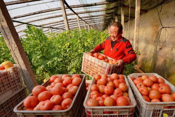 番茄种子消毒的方法有哪些