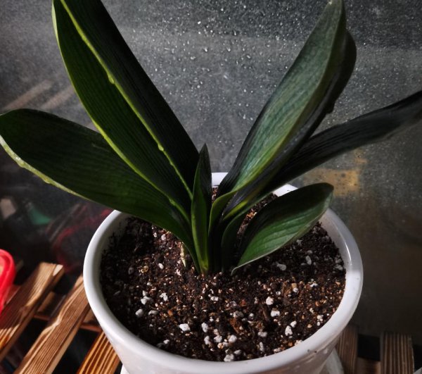 卧室放什么花风水好