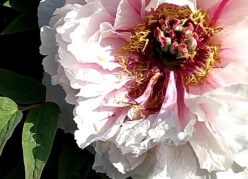 牡丹花开在什么季节