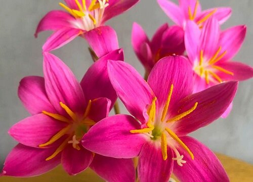 风雨兰花期是什么时候