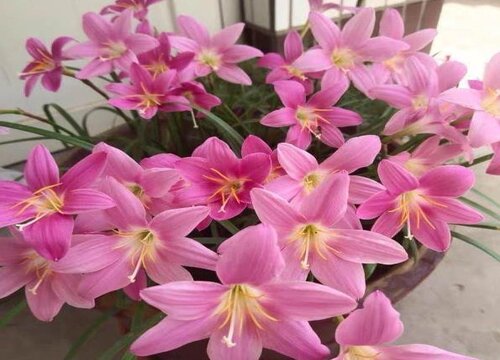 风雨兰花期是什么时候