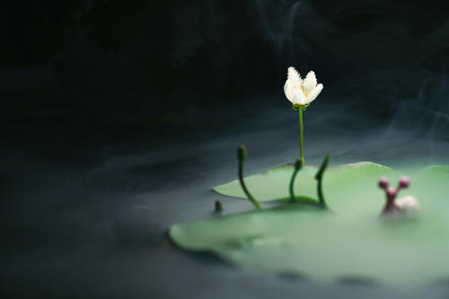 一叶莲开花后怎么修剪方法