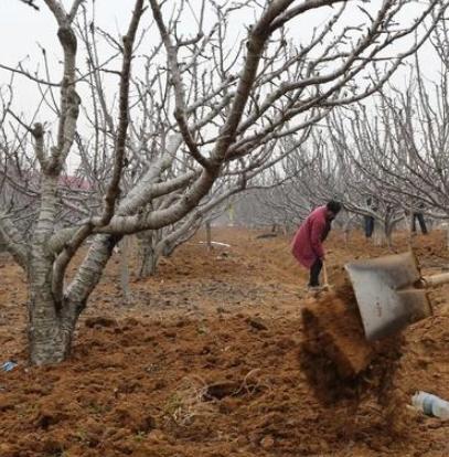 柿子树的修剪方法讲解