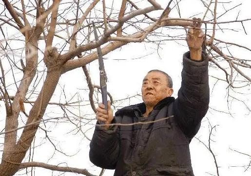 柿子树的修剪方法讲解