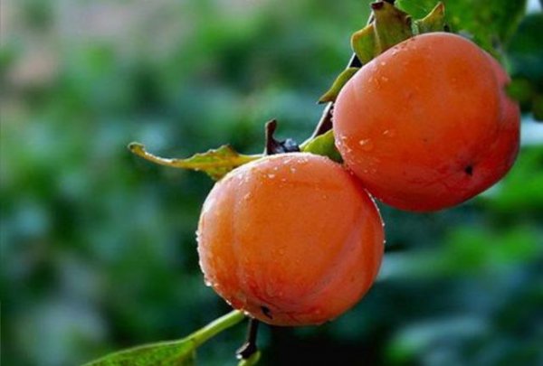 柿子树的修剪方法讲解