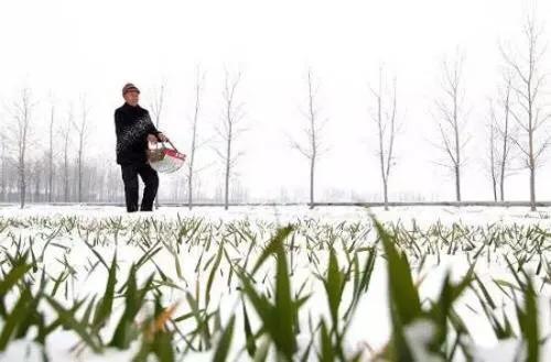 尿素撒在地上没下雨会蒸发吗