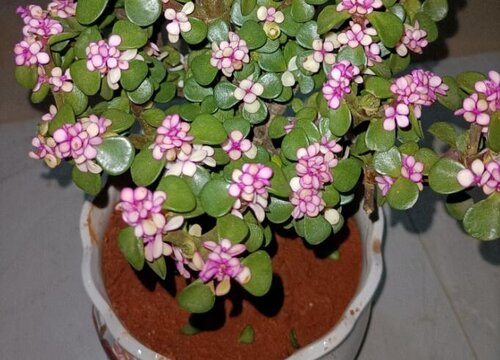 金枝玉叶喂养什么叶片更饱满