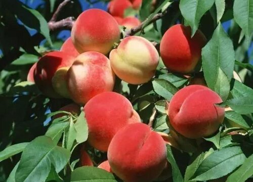 脆桃什么时候上市