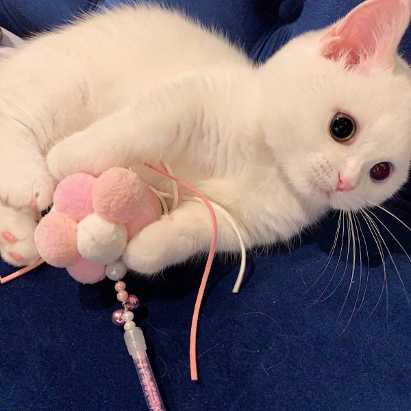 三岁的猫相当于人几岁