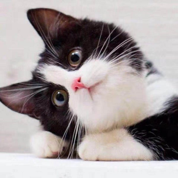 三岁的猫相当于人几岁