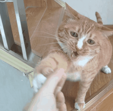 三岁的猫相当于人几岁