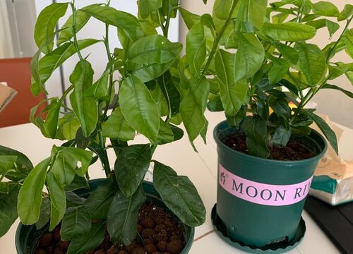 盆栽柠檬入夏后如何养护果实产量高