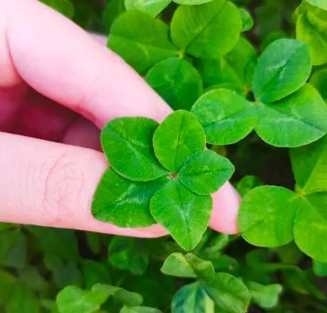 五叶草代表什么意思