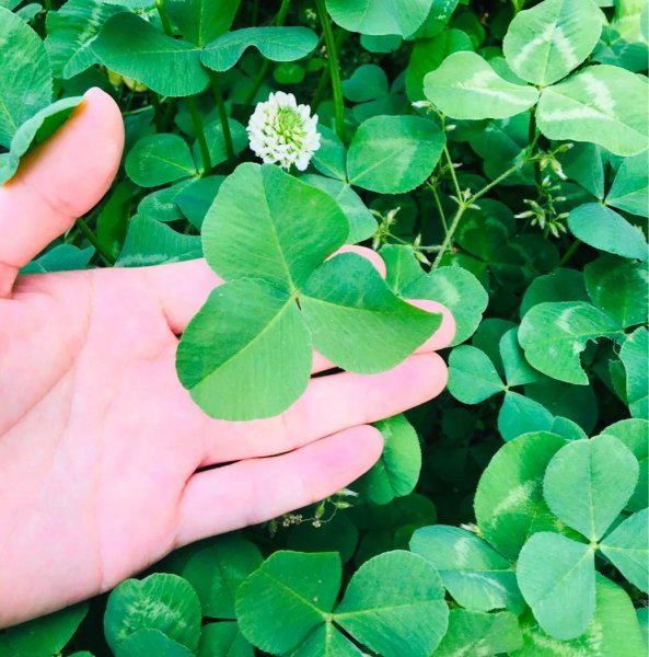 五叶草代表什么意思