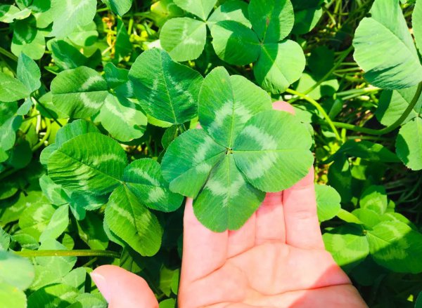 五叶草代表什么意思