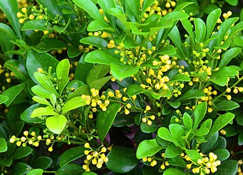 米兰花怎么修剪方法