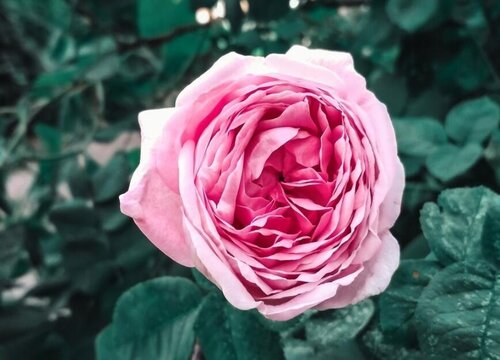 欧月和月季花的区别