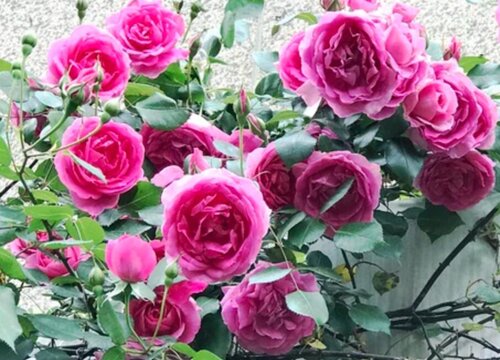 欧月和月季花的区别