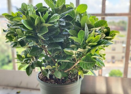 扦插的栀子花小苗黄叶的原因