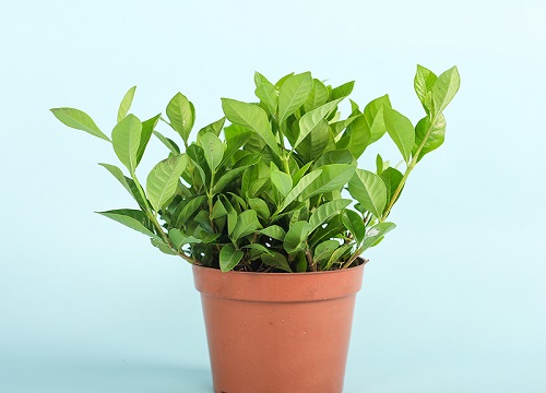 扦插的栀子花小苗黄叶的原因