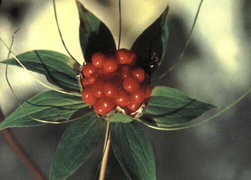 七叶一枝花的种植方法