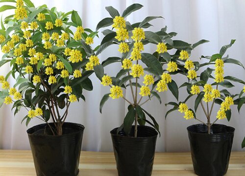 桂花树可以水培吗