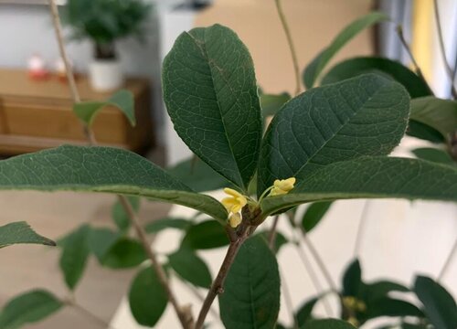 桂花树可以水培吗