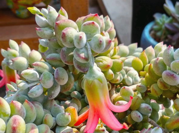 达摩福娘多肉好养吗