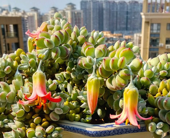 达摩福娘多肉好养吗