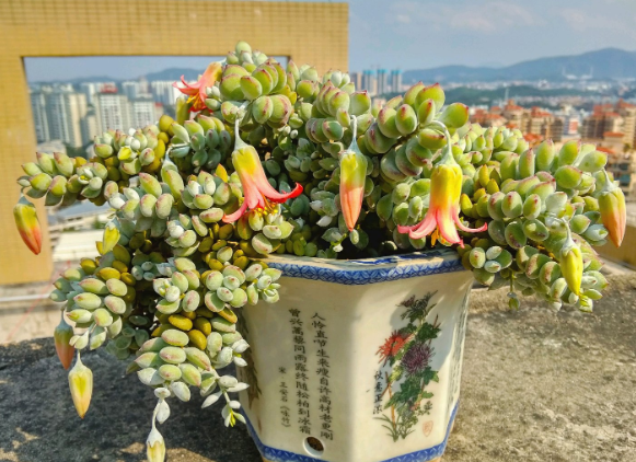 达摩福娘多肉好养吗