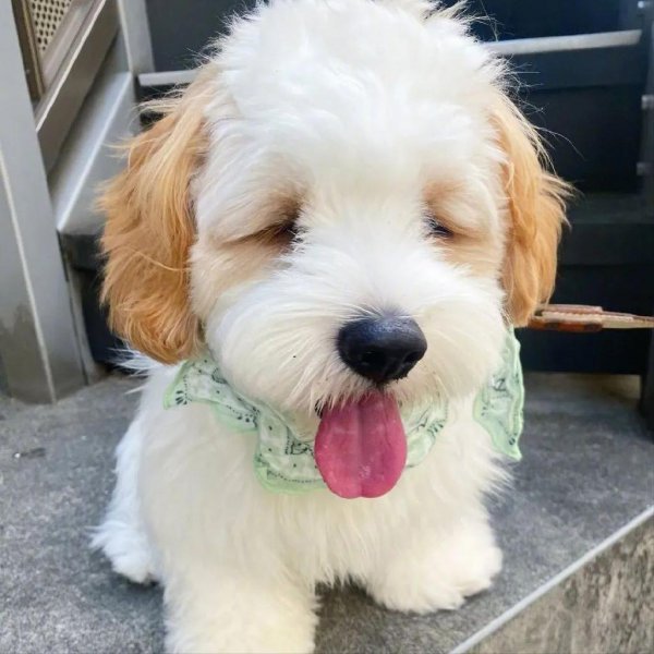 骑士比熊犬多少钱一只