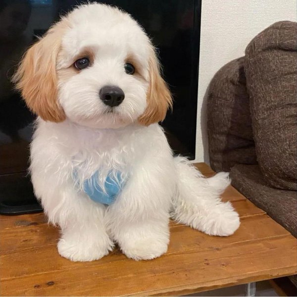 骑士比熊犬多少钱一只