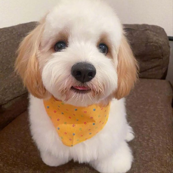 骑士比熊犬多少钱一只