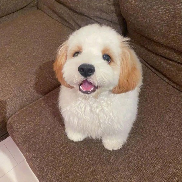 骑士比熊犬多少钱一只