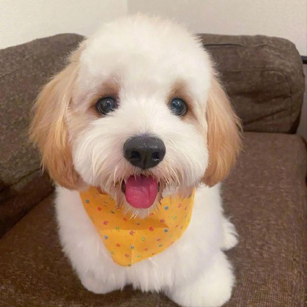 骑士比熊犬多少钱一只