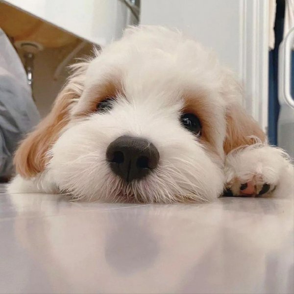 骑士比熊犬多少钱一只