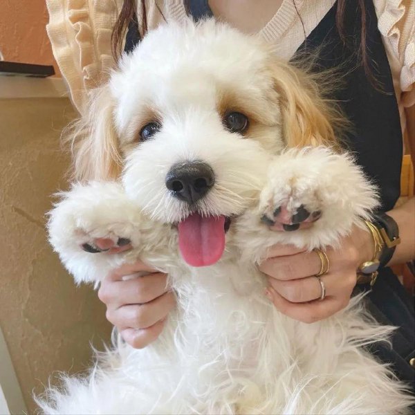 骑士比熊犬多少钱一只