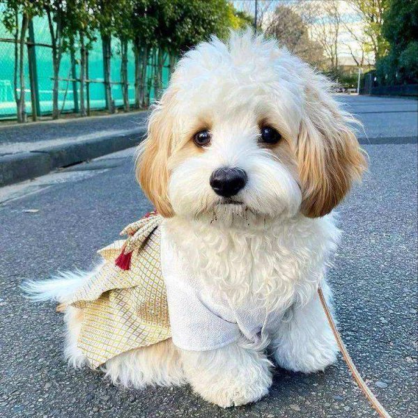 骑士比熊犬多少钱一只