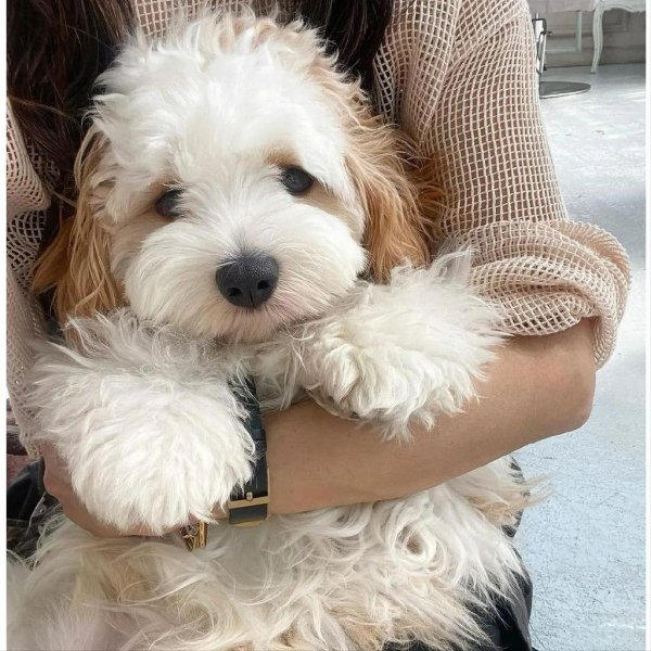 骑士比熊犬多少钱一只