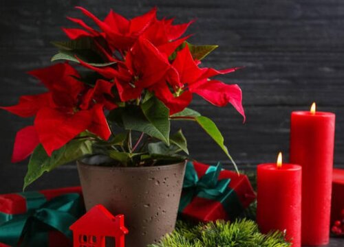 一品红一年开几次花