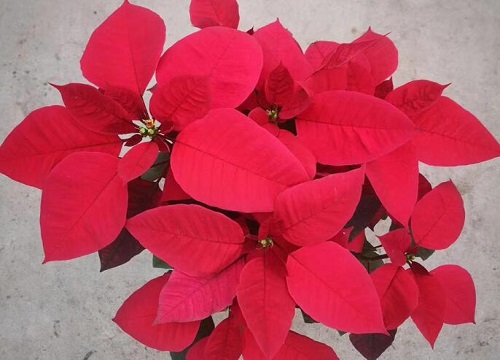 一品红一年开几次花