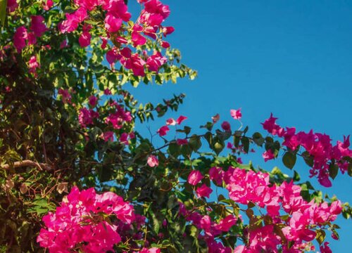 开花的杜鹃如何延长花期